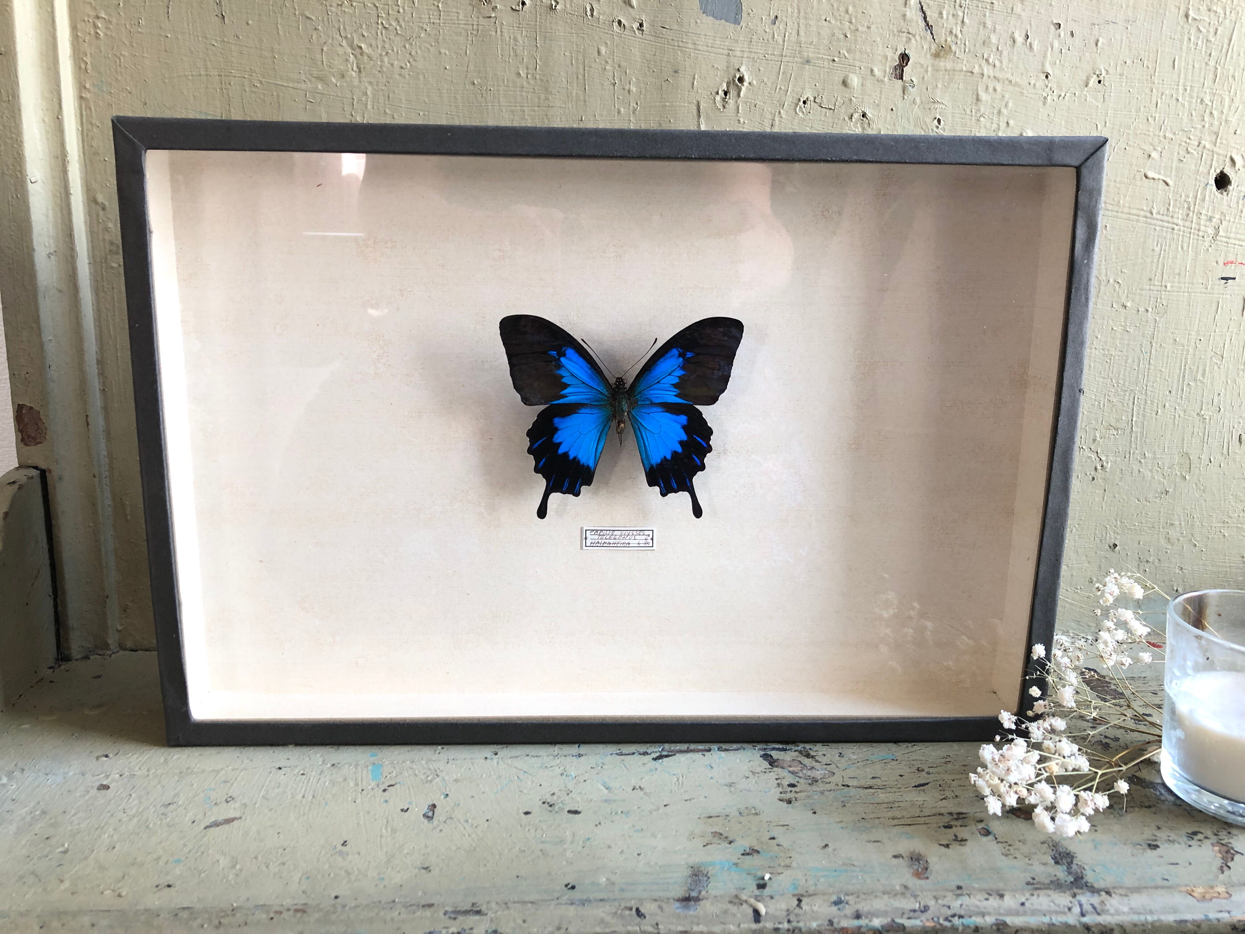 Blue butterfly frame