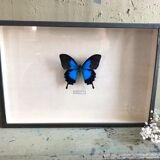 Blue butterfly frame