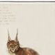 Small poster about the Lynx, based on an old engraving from 1610.