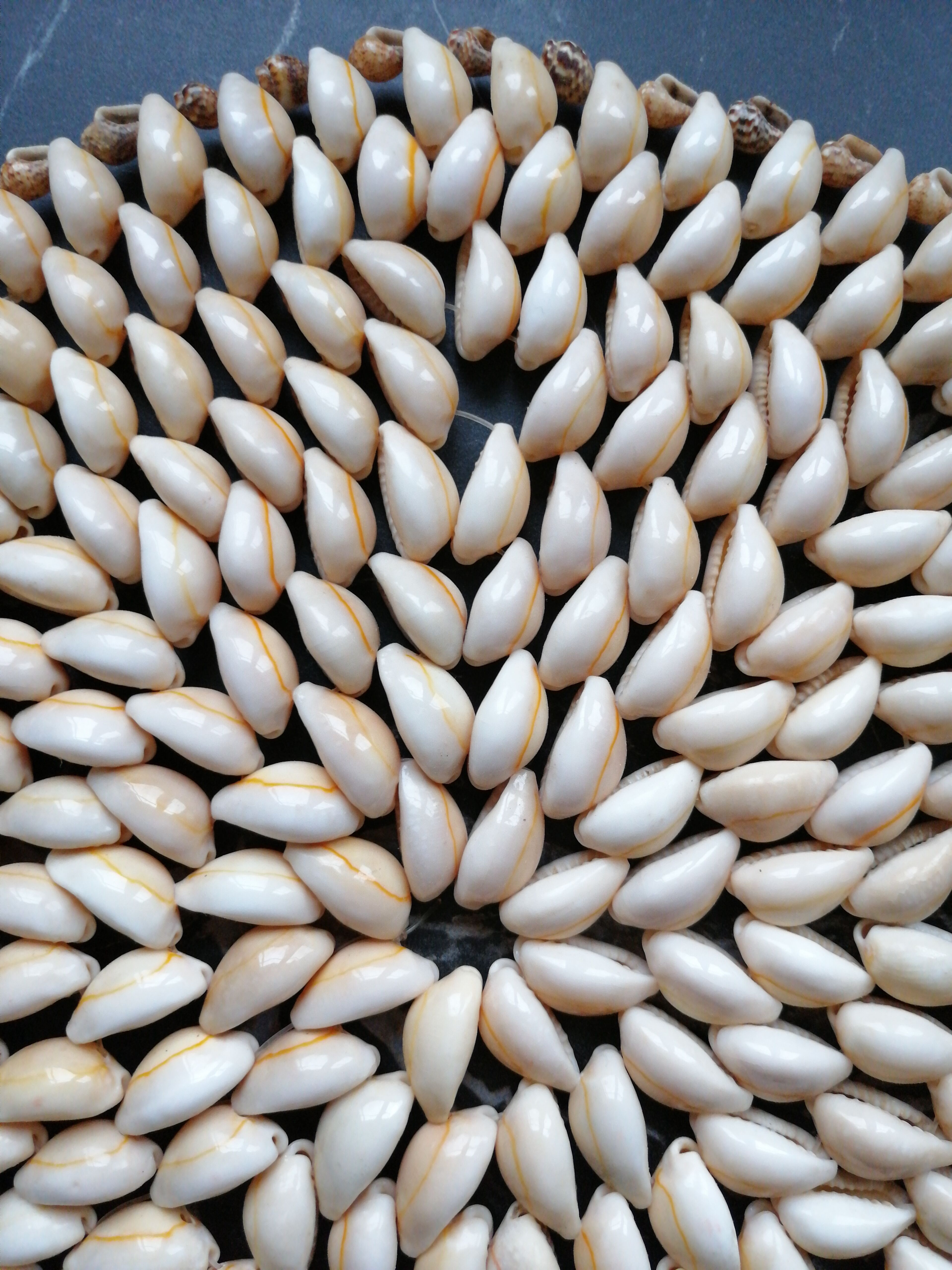 Shell flat underside