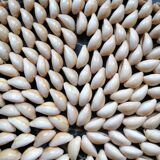 Shell flat underside