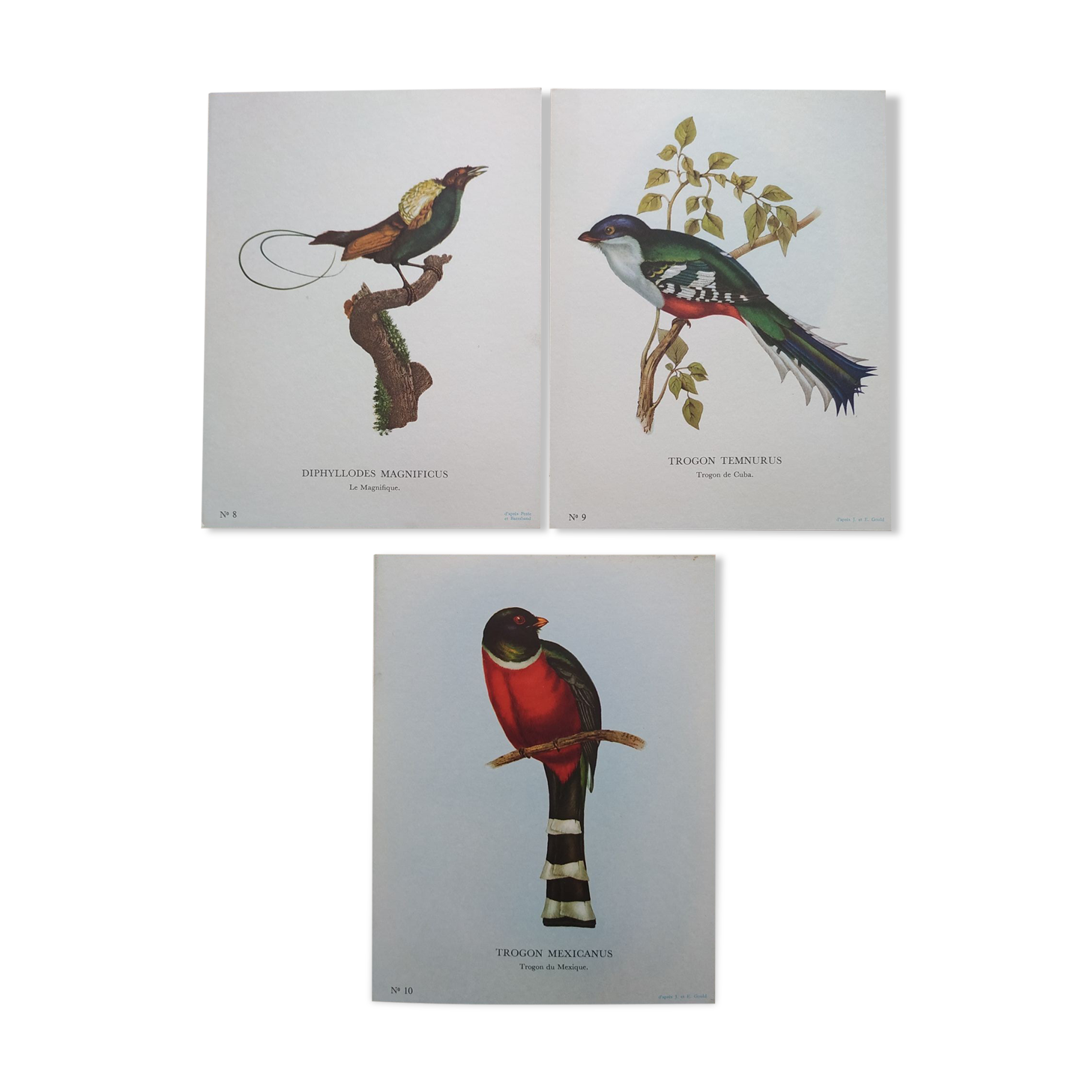 3 Bird Engravings The Magnificent Trogon of Cuba Trogon of Mexico