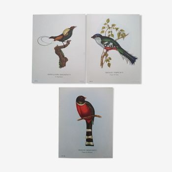 3 Gravures d'Oiseaux Le Magnifique Trogon de Cuba Trogon du Mexique