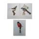 3 Bird Engravings The Magnificent Trogon of Cuba Trogon of Mexico