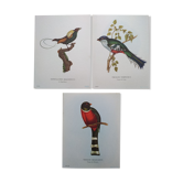3 Bird Engravings The Magnificent Trogon of Cuba Trogon of Mexico