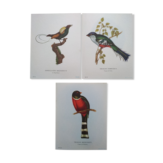 3 Bird Engravings The Magnificent Trogon of Cuba Trogon of Mexico
