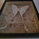 Entomological framework with butterfly Argema mittrei