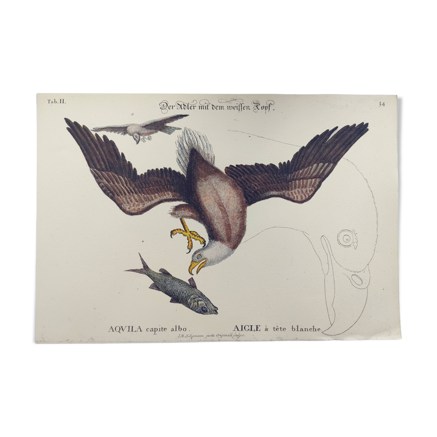 Antique bird engraving - Eagle - Vintage natural plate by Seligmann