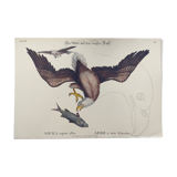 Antique bird engraving - Eagle - Vintage natural plate by Seligmann