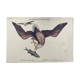 Antique bird engraving - Eagle - Vintage natural plate by Seligmann