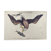 Gravure ancienne oiseau -Aigle- Planche naturel vintage de Seligmann