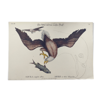 Antique bird engraving - Eagle - Vintage natural plate by Seligmann
