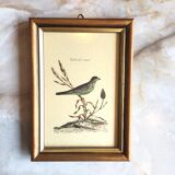 Set of two bird illustrations