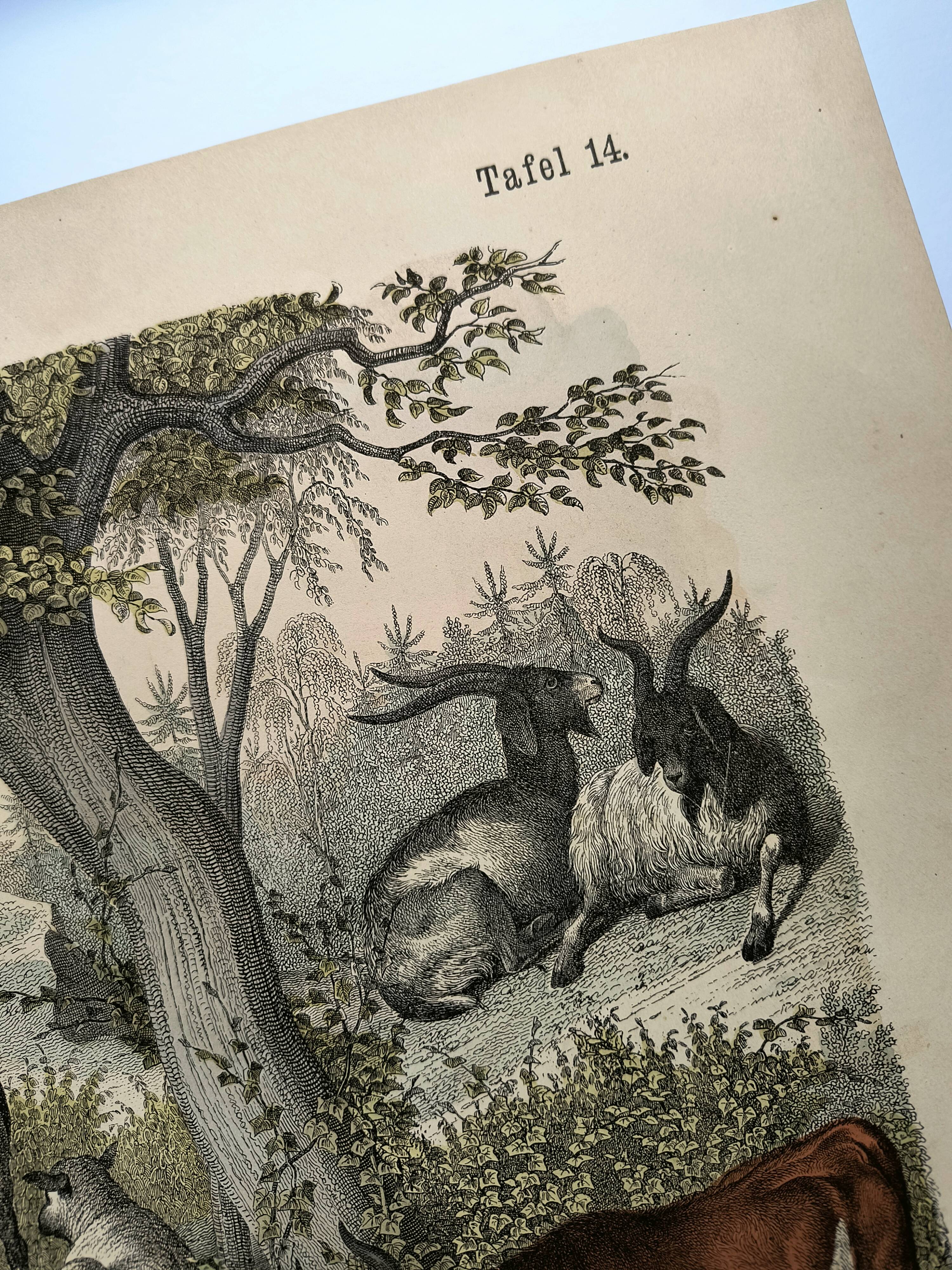 Old engraving from 1886 - Cow, sheep and goat - Lithograph of a farm