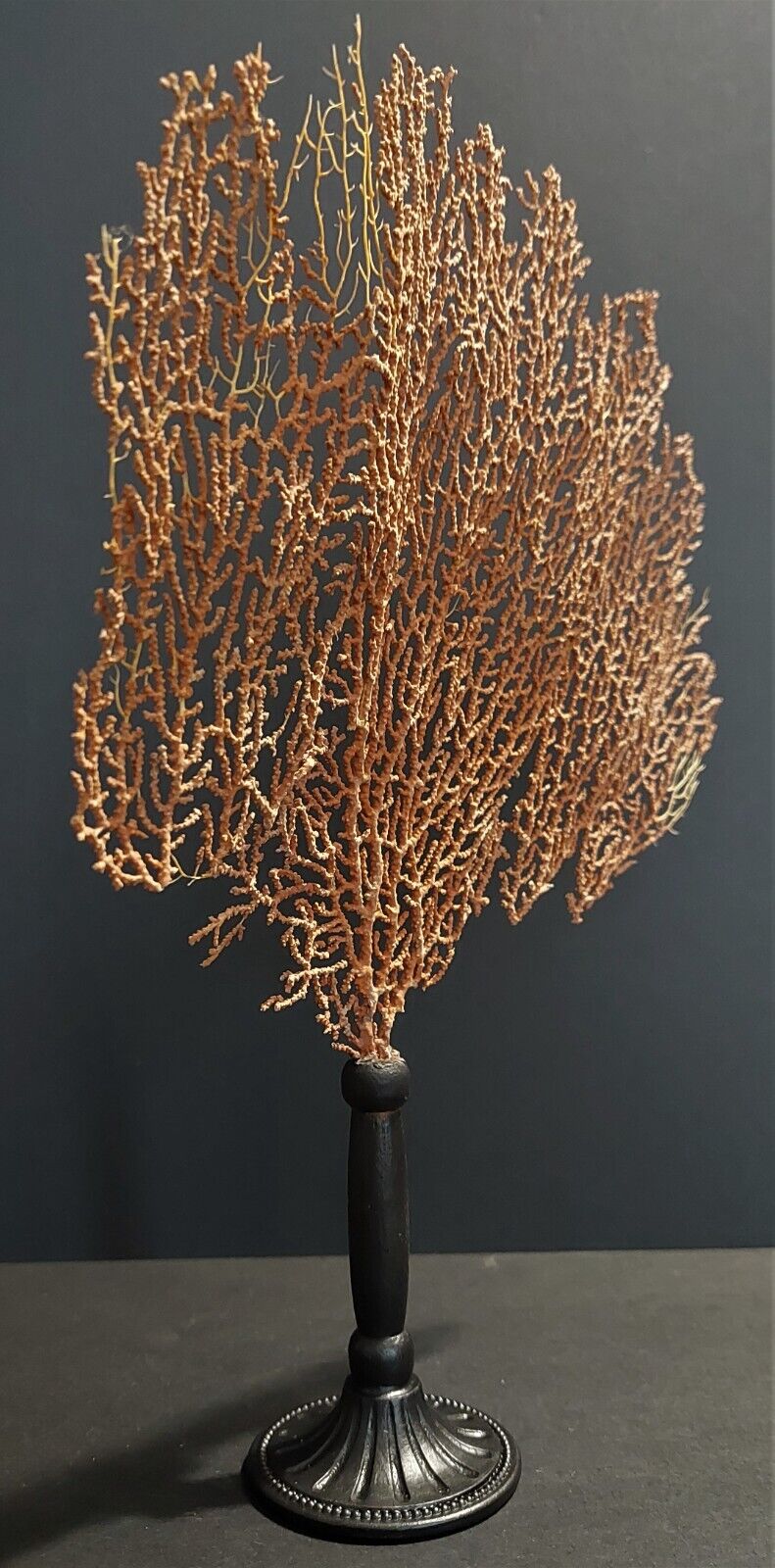 Cabinet of Curiosities red gorgon paramuricea clavata on base