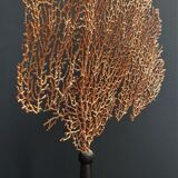 Cabinet of Curiosities red gorgon paramuricea clavata on base