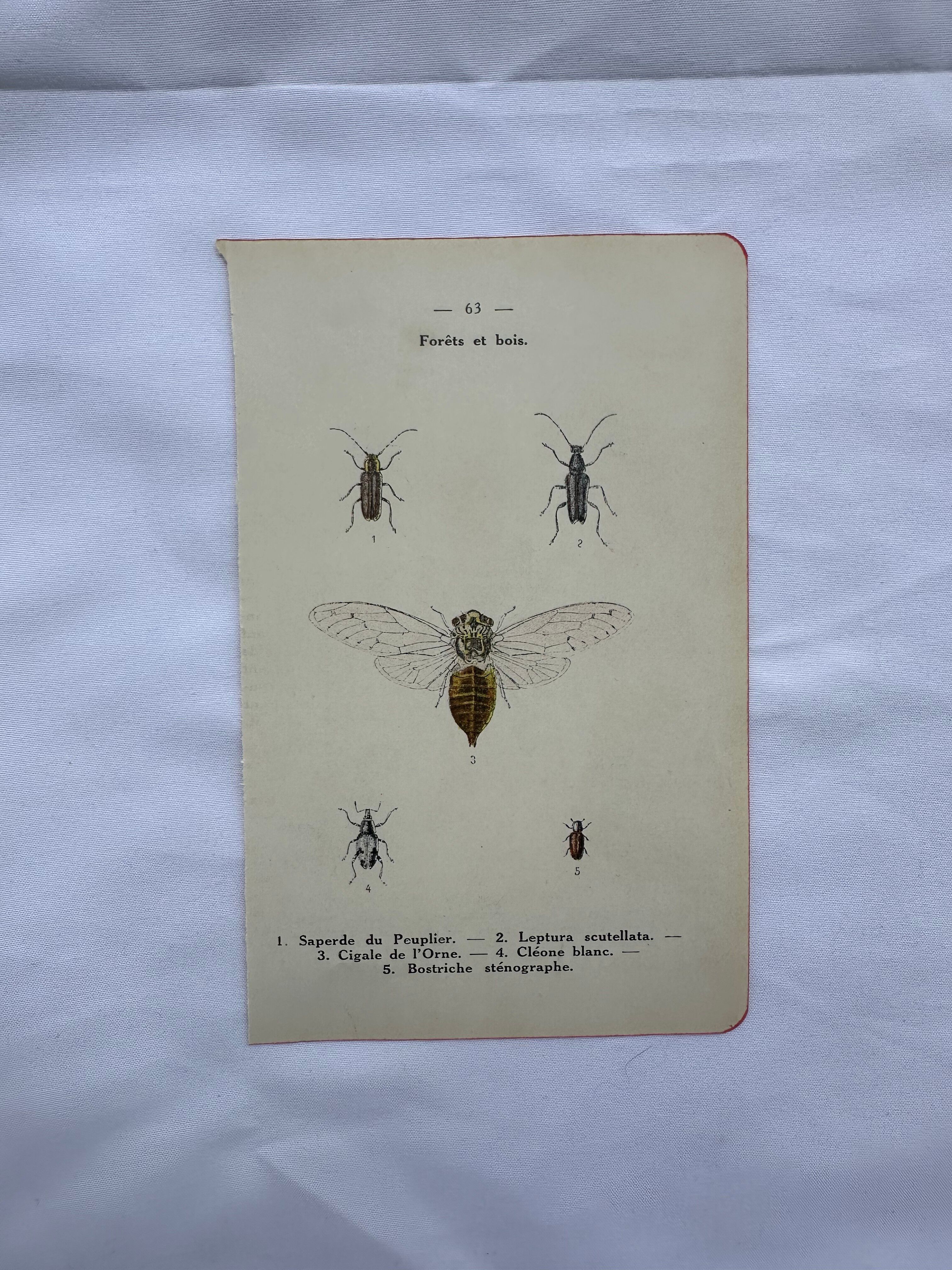 Vintage butterfly insect engraving