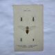 Vintage butterfly insect engraving