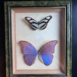 Frame of naturalized butterflies