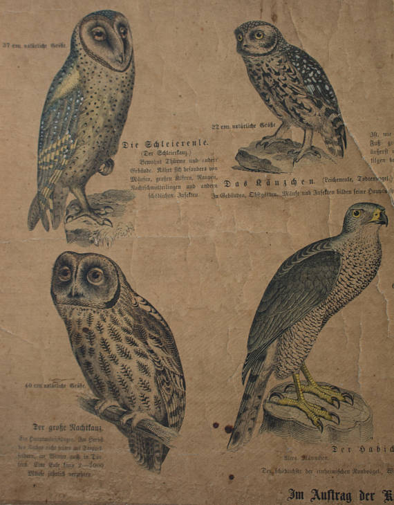 Poster 'birds' Offsetdruck von j. F. Schreiber Professor burst. Jäger / Dr. Ernst Hofman 1899