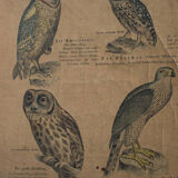 Poster 'birds' Offsetdruck von j. F. Schreiber Professor burst. Jäger / Dr. Ernst Hofman 1899