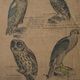 Poster 'birds' Offsetdruck von j. F. Schreiber Professor burst. Jäger / Dr. Ernst Hofman 1899
