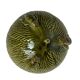 Art Nouveau, barbotine bowl Sarreguemines crayfish late 19th century