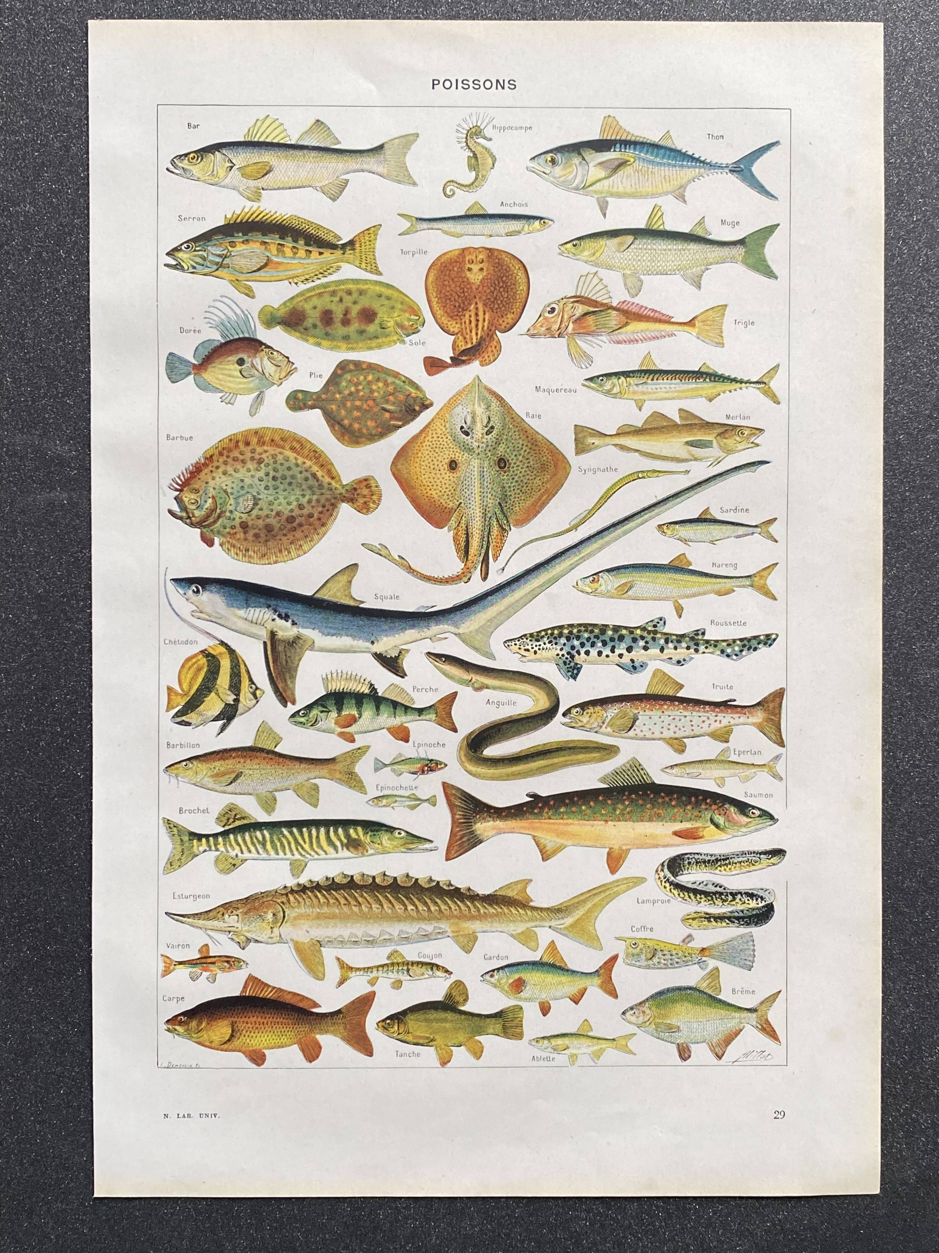 Old illustration Millot "fish"