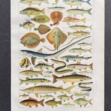 Old illustration Millot "fish"