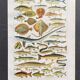 Old illustration Millot "fish"