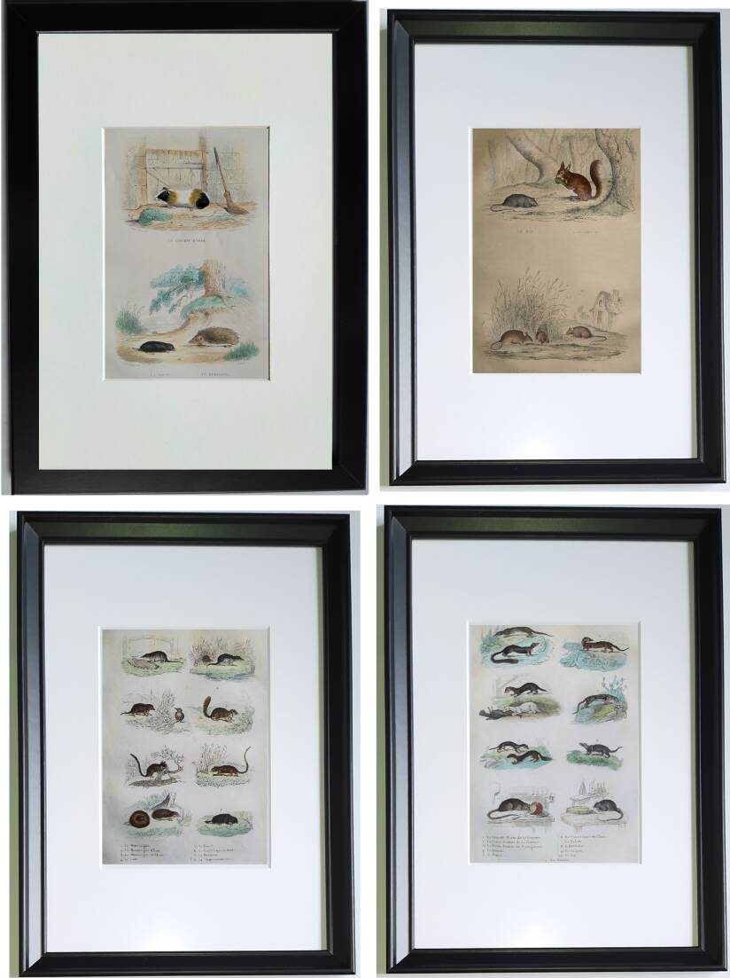 4 original zoological plates "Rat, Marten, Guinea Pig, Shrew,..."