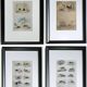 4 original zoological plates "Rat, Marten, Guinea Pig, Shrew,..."