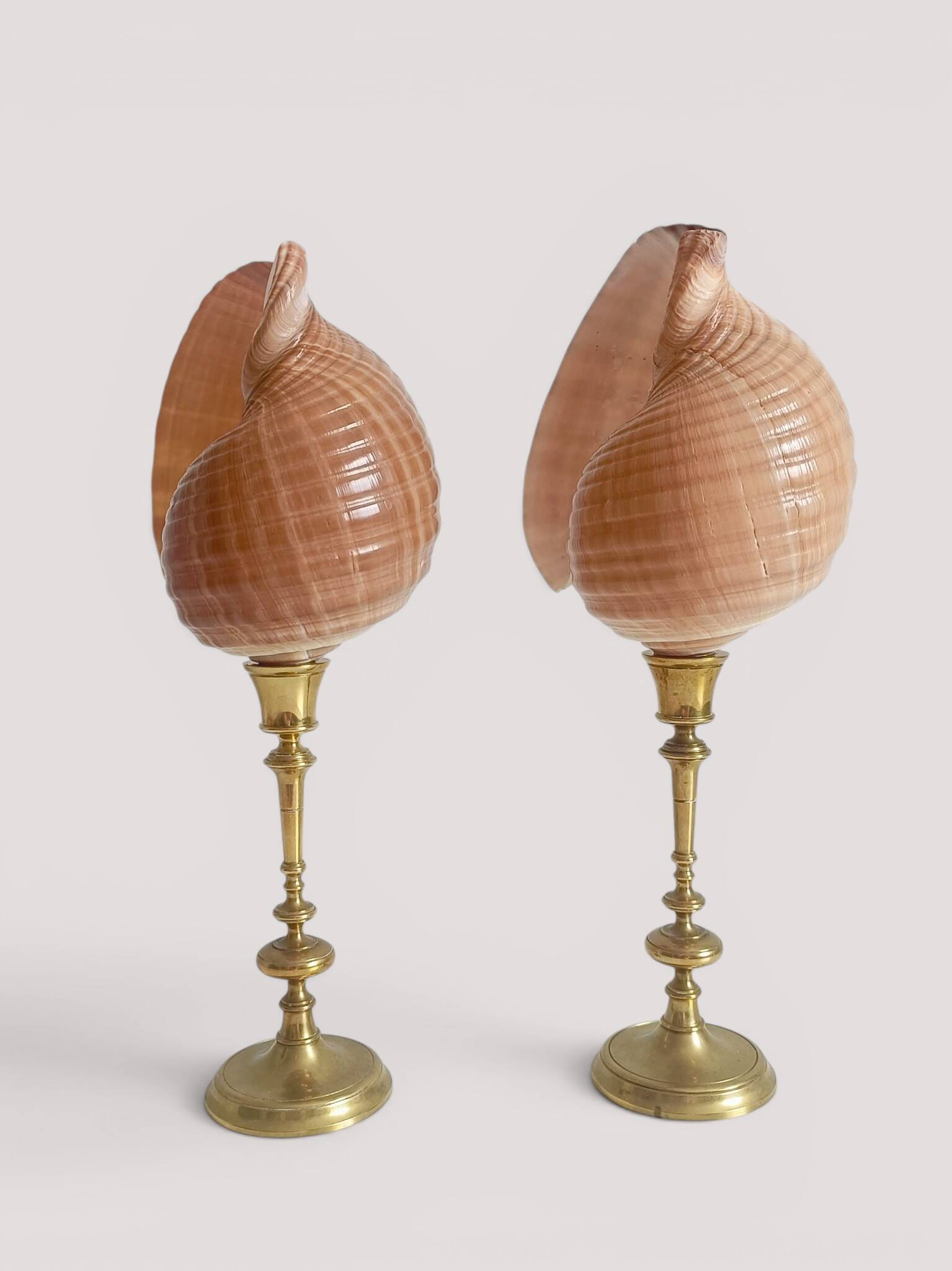 Pair of natural shells on a mid-century Swedish Skultuna brass candelabrum.