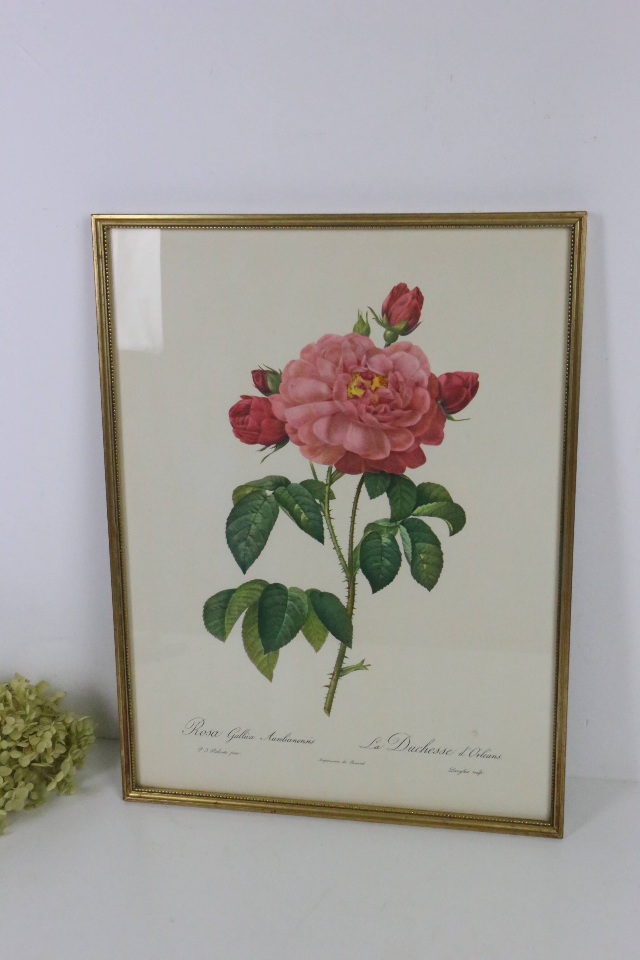 Great Redouté Lithograph