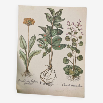 Botanical poster Primrose