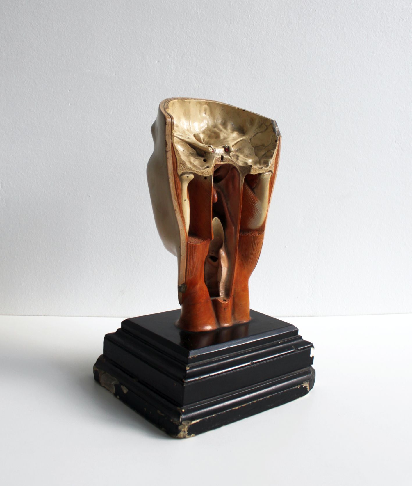 Anatomical model of human face, 30