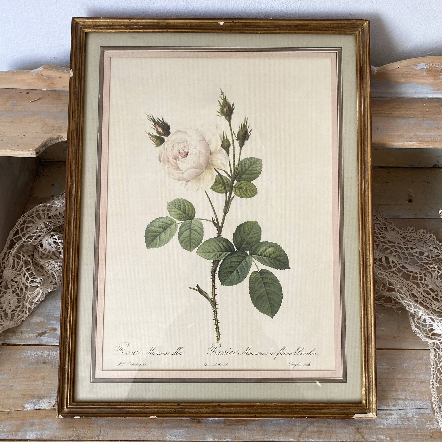 Botanical plate of white rose flowers framed.