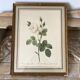 Botanical plate of white rose flowers framed.