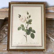 Planche botanique fleur de roses blanches encadrée
