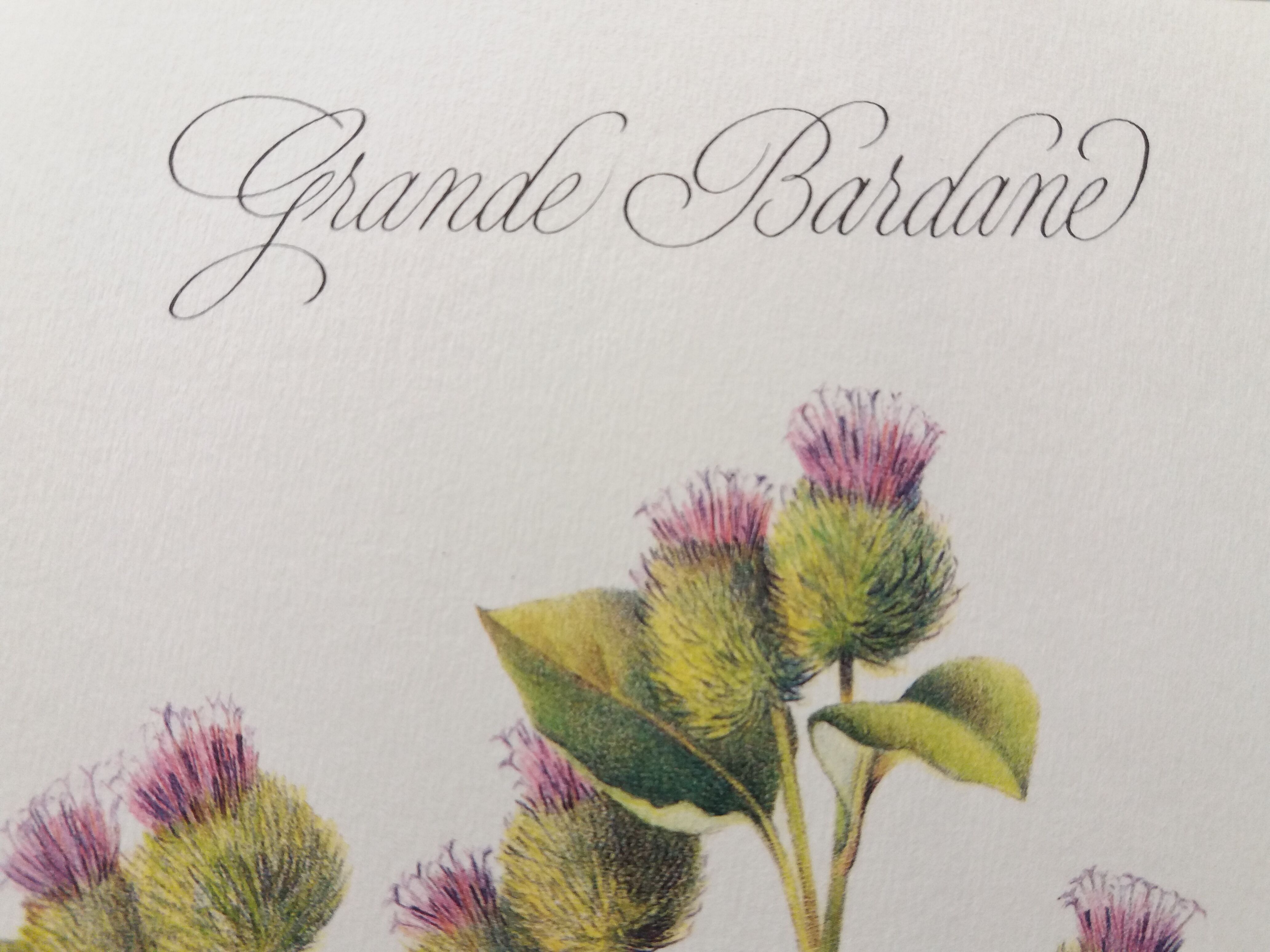 Great bardane botanical board