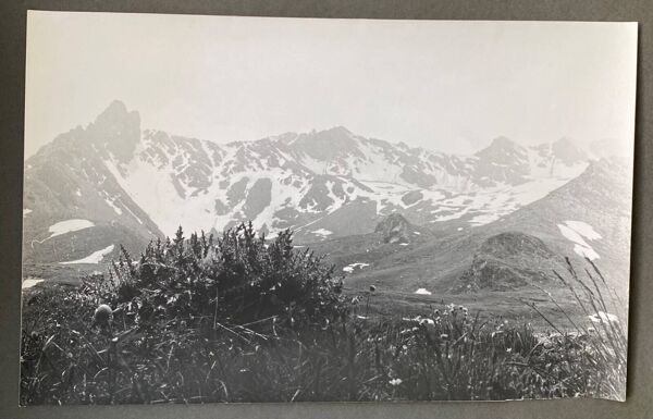 Photo argentique brume montagne Végétation Bernard Darot XXe