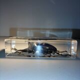 Authentic Japanese Rhinoceros Beetle in resin inclusion