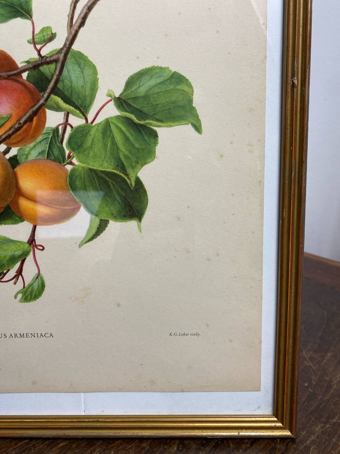 Affiche botanique, Prunus Armeniaca
