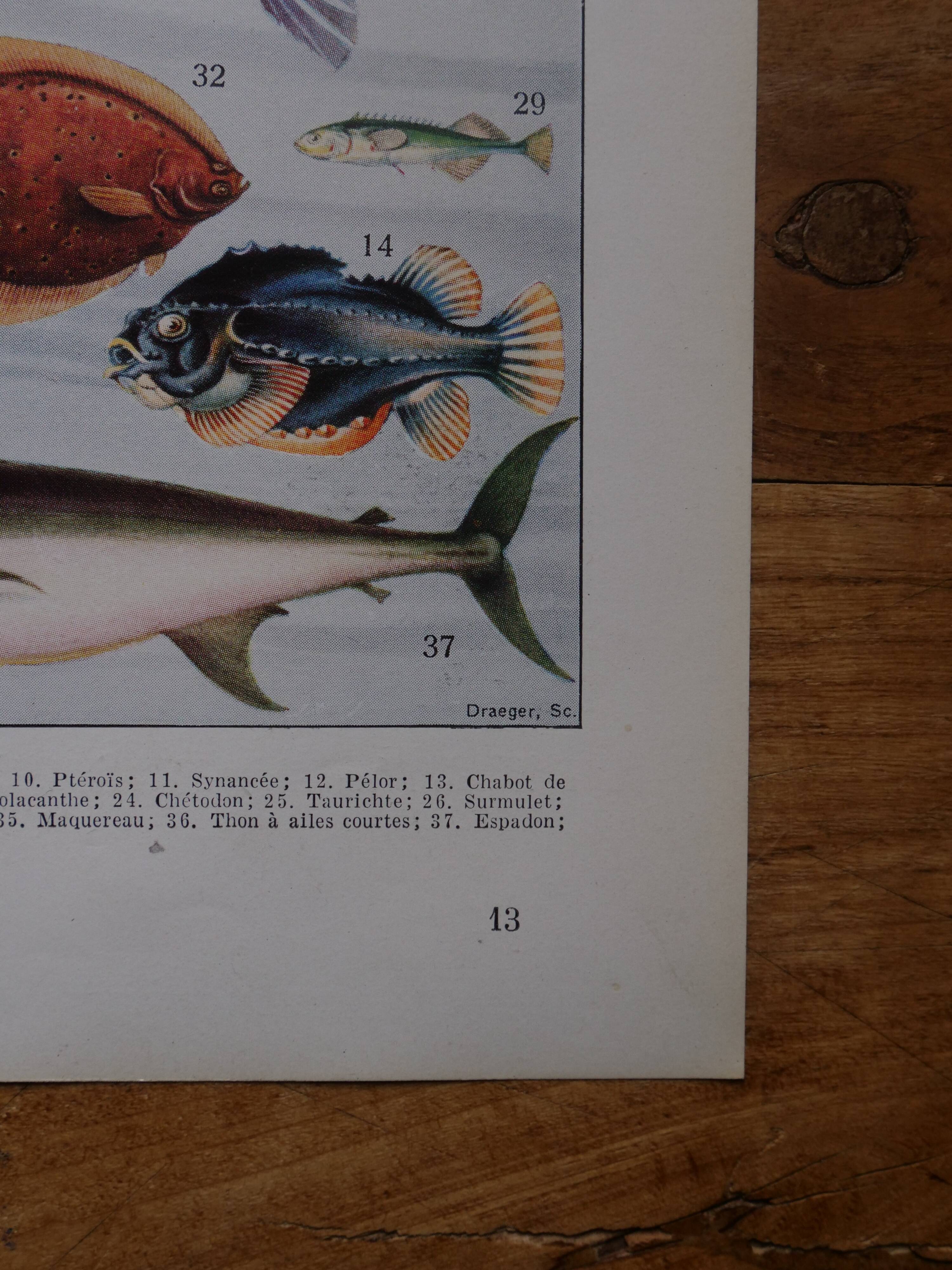 Original lithograph on fish