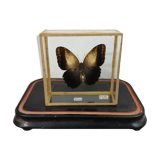 Butterfly entomology box