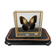 Butterfly entomology box