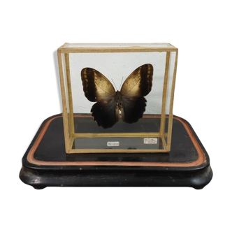 Butterfly entomology box