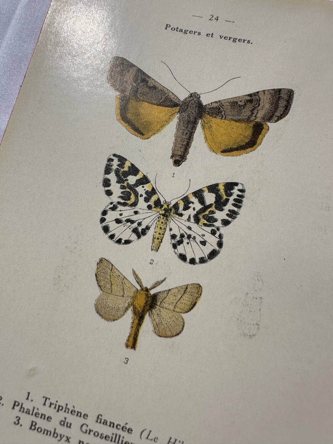 Botanical engraving butterfly double-sided naturalist plate