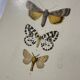 Botanical engraving butterfly double-sided naturalist plate