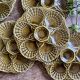 Set of 6 vintage ceramic oyster plates - Sarreguemines -